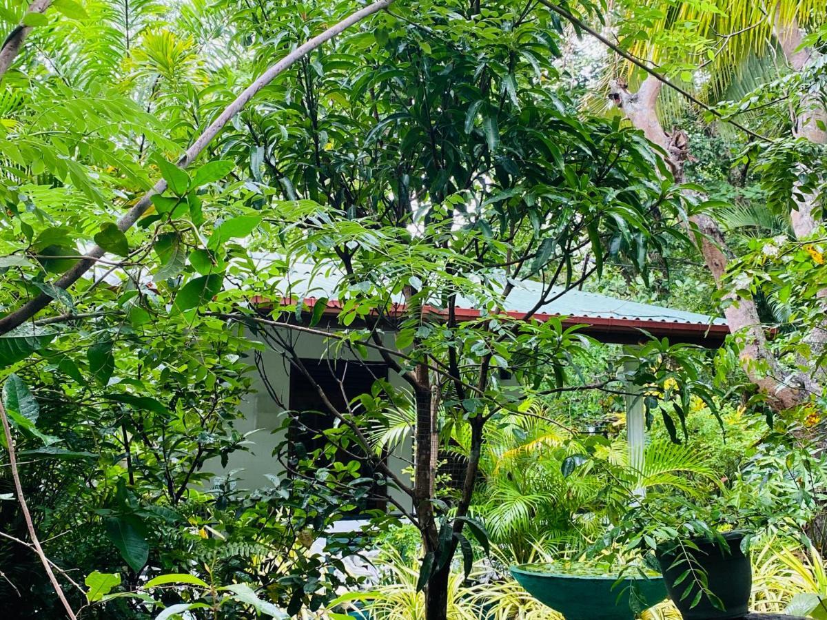 The Jungle Path Lodge Sigirija Zewnętrze zdjęcie